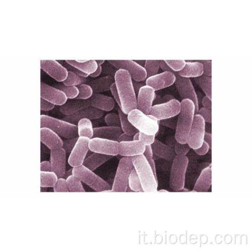 200b/g di probiotici del supplemento dietetico L. Casei